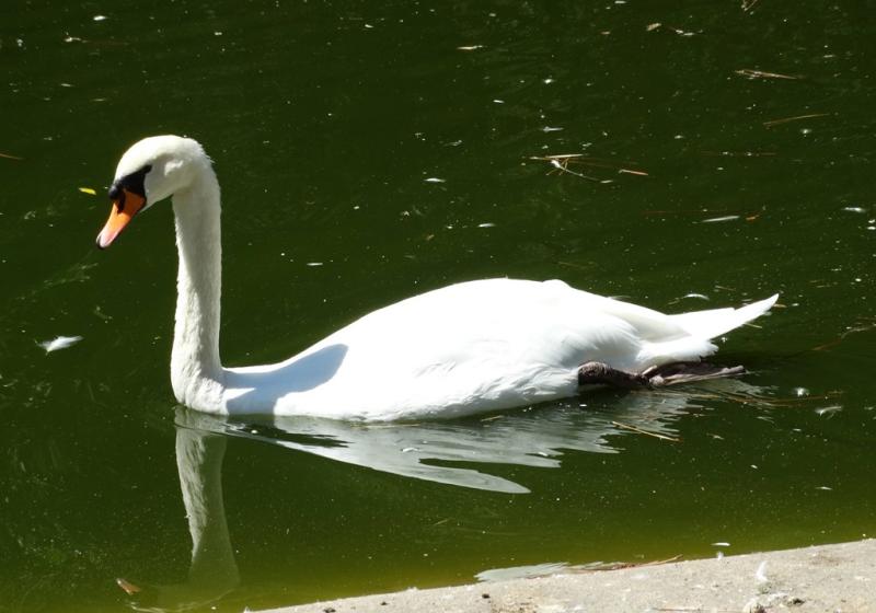 Cygne tuberculé (Cygnus olor)