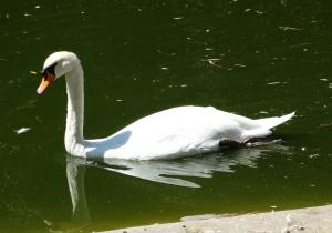 Cygne tuberculé - Ansériformes (Cygnus olor)