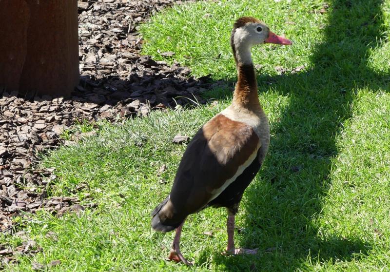 Dendrocygne à ventre noir (Dendrocygna autumnalis)