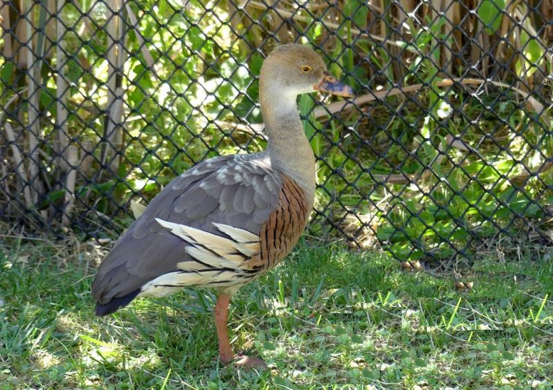 Dendrocygne d'Eyton (Dendrocygna eytoni)