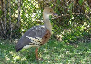 Dendrocygne d'Eyton (Dendrocygna eytoni)