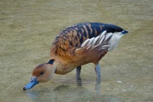 Dendrocygne fauve (Dendrocygna bicolor)