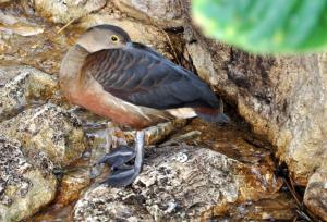 Dendrocygne siffleur (Dendrocygna javanica)