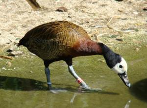 Dendrocygne veuf (Dendrocygna viduata)
