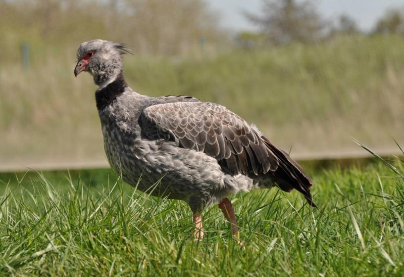 Kamichi à collier (Chauna torquata)