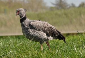 Kamichi à collier (Chauna torquata)