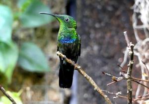 Colibri falle-vert (Eulampis holosericeus)