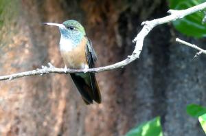 Ariane de Lesson - Apodiformes (Amazilia amazilia)