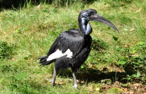 Bucorve d'Abyssinie - Bucérotiformes (Bucorvus abyssinicus)
