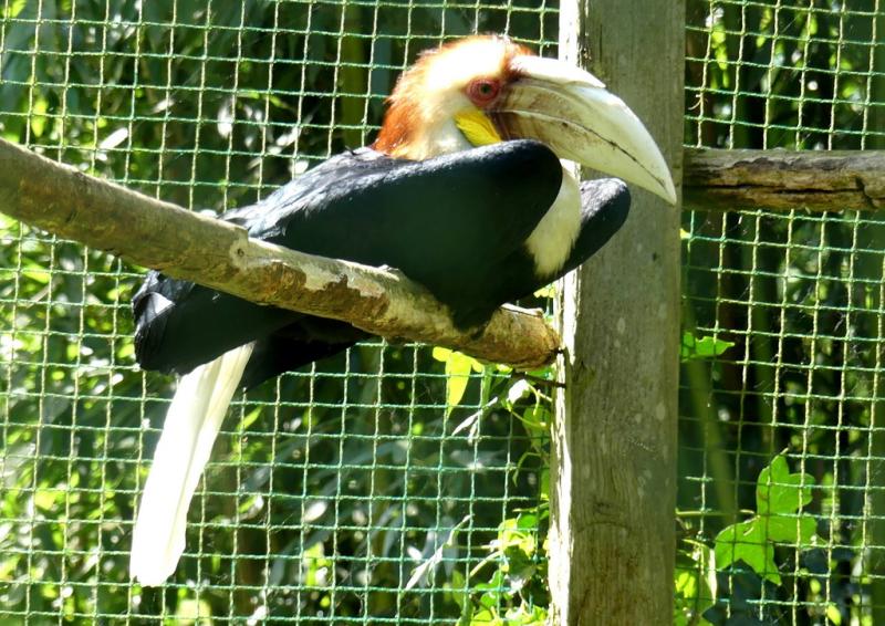 Calao festonné (Rhyticeros undulatus)