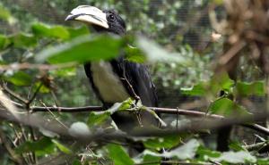 Calao longibande (Lophoceros fasciatus)