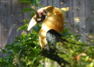 Calao papou (Rhyticeros plicatus)