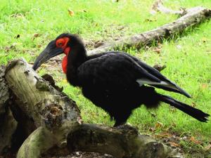 Calao terrestre (Bucorvus leadbeateri)