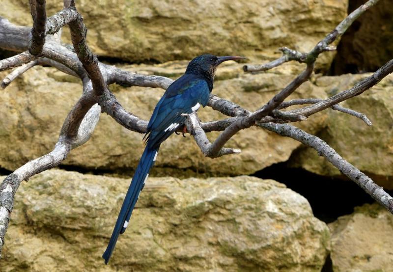 Irrisor moqueur (Phoeniculus purpureus)