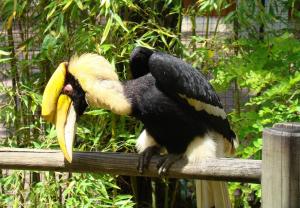 Calao bicorne - Bucérotiformes (Buceros bicornis)