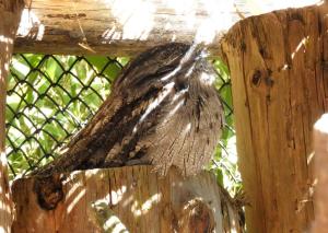 Podarge gris - Bucérotiformes (Podargus strigoides)