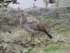 Cariama huppé - Cariamiformes (Cariama cristata)