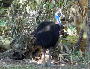 Casoar à casque (Casuarius casuarius)