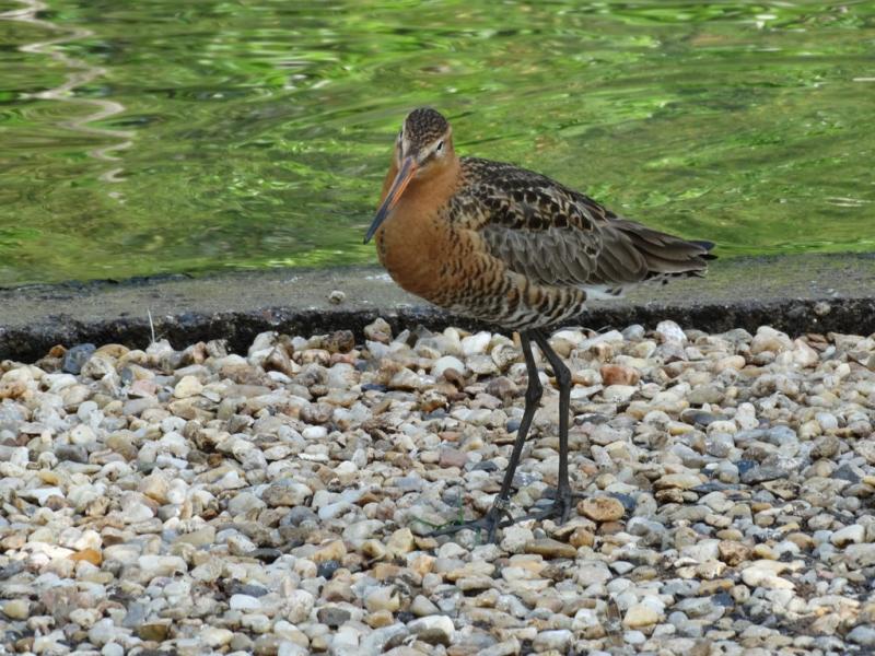 Barge à queue noire (Limosa limosa)