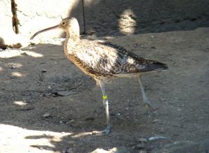Courlis corlieu (Numenius phaeopus)