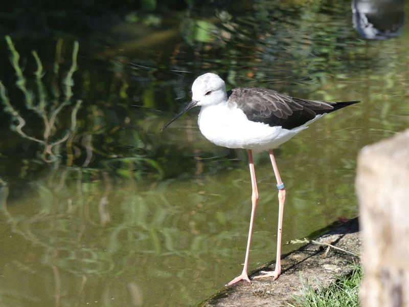 Échasse blanche (Himantopus himantopus)