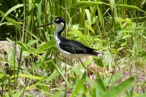 Échasse d'Amérique (Himantopus mexicanus)