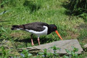 Huîtrier pie - Charadriiformes (Haematopus ostralegus)