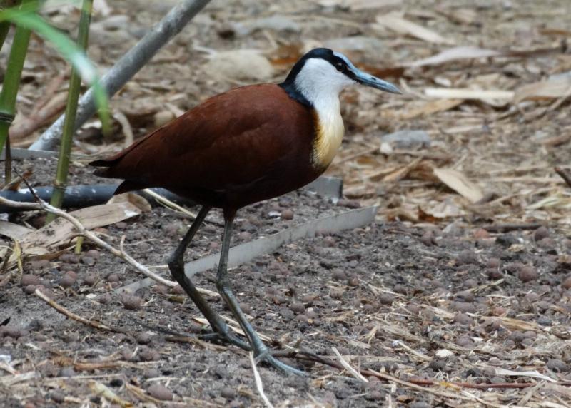 Jacana à poitrine dorée (Actophilornis africanus)