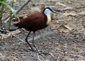 Jacana à poitrine dorée (Actophilornis africanus)