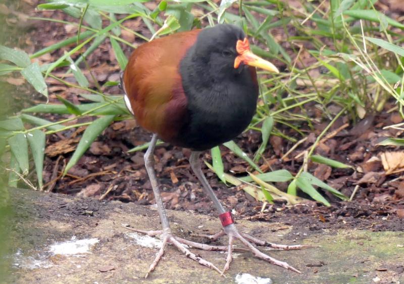 Jacana noir (Jacana jacana)