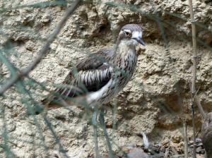 Œdicnème bridé (Burhinus grallarius)