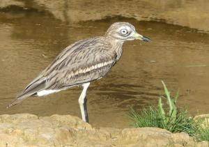 Œdicnème criard (Burhinus oedicnemus)
