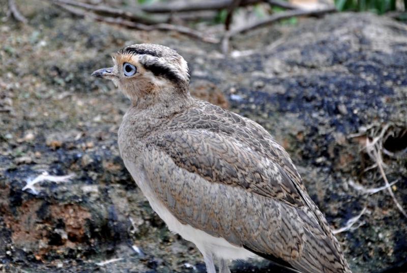 Œdicnème du Pérou (Burhinus superciliaris)