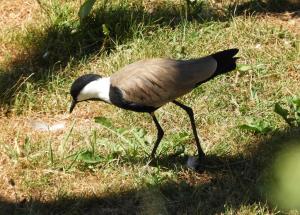 Vanneau à éperons (Vanellus spinosus)