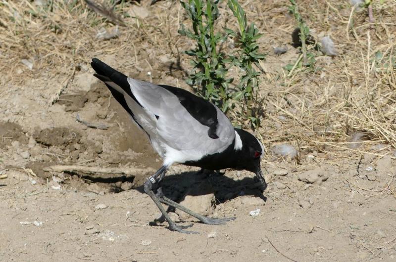 Vanneau armé (Vanellus armatus)