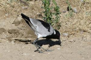 Vanneau armé (Vanellus armatus)