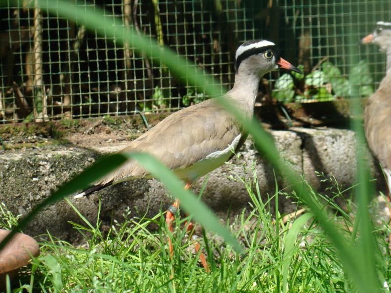 Vanneau couronné (Vanellus coronatus)