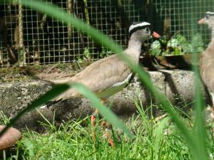 Vanneau couronné (Vanellus coronatus)