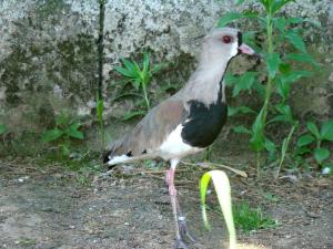 Vanneau du Chili - Charadriiformes (Vanellus chilensis)