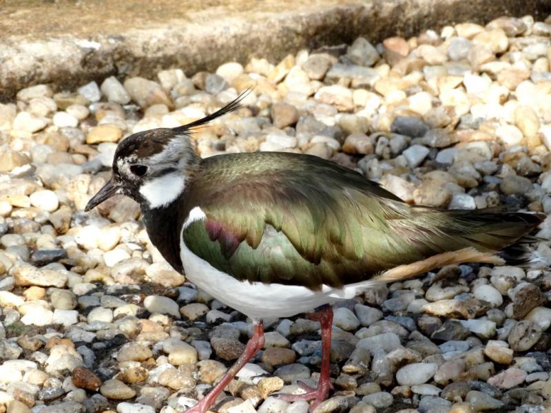 Vanneau huppé (Vanellus vanellus)