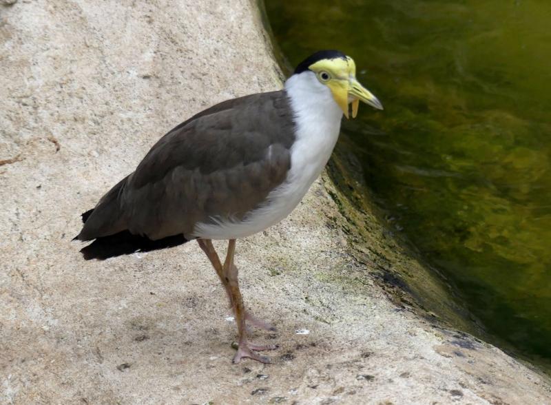 Vanneau soldat (Vanellus miles)