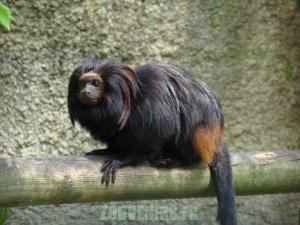 Tamarin lion noir