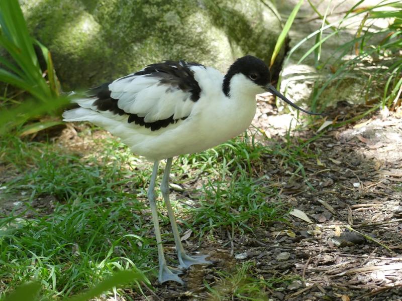 Avocette élégante (Recurvirostra avosetta)