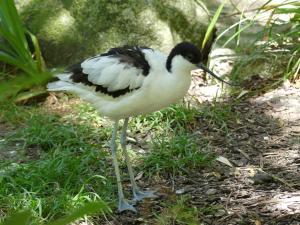 Charadriiformes (Petits échassiers)