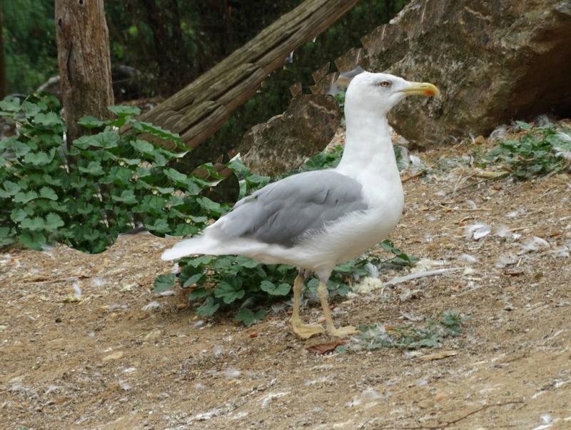 Goéland argenté (Larus argentatus)