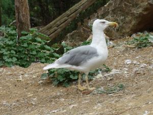 Goéland argenté (Larus argentatus)