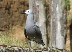 Goéland gris - Charadriiformes (Leucophaeus modestus)