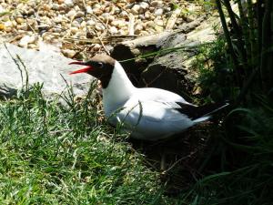 Mouette mélanocéphale (Ichthyaetus melanocephalus)