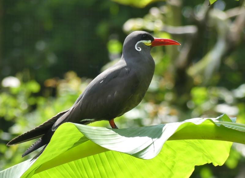 Sterne inca (Larosterna inca)