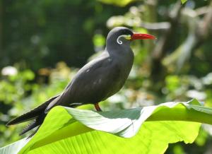 Sterne inca - Charadriiformes (Larosterna inca)